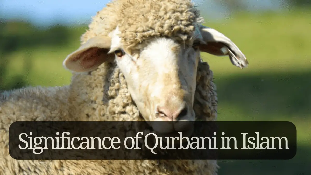 Significance of Qurbani in Islam